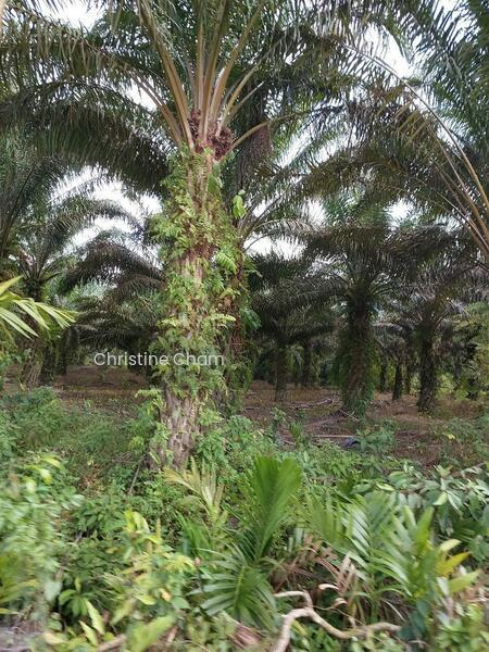 Kota Tinggi Agricultural Land for Sale - 5