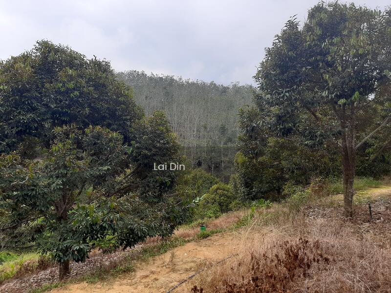Durian orchard at Pertang Negeri Sembilan - 5