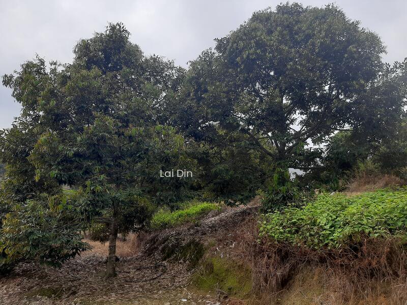 Durian orchard at Pertang Negeri Sembilan - 1