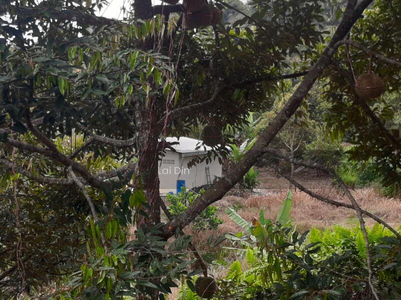 Durian orchard at Pertang Negeri Sembilan - 3