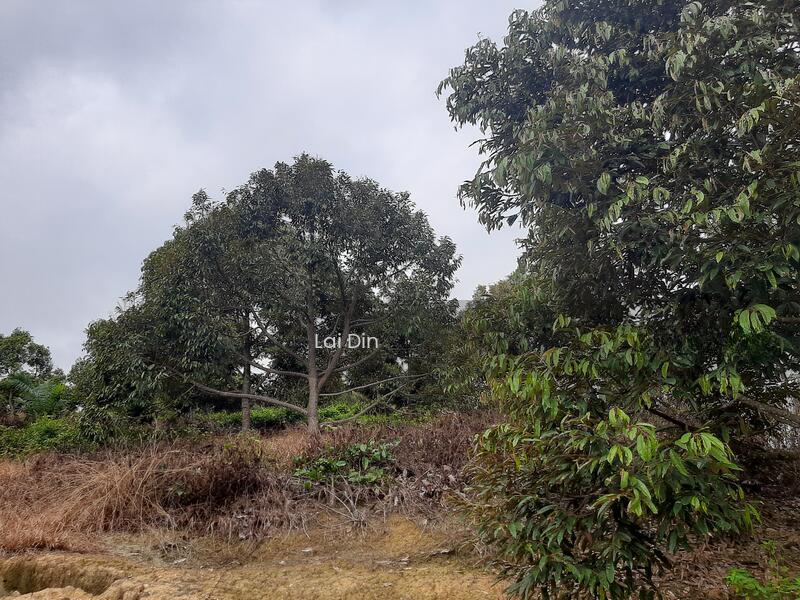 Durian orchard at Pertang Negeri Sembilan - 2