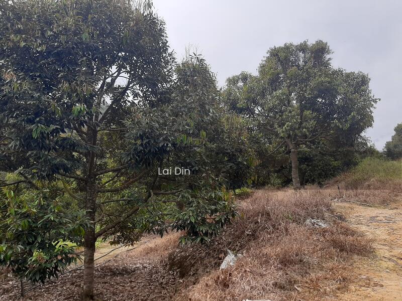 Durian orchard at Pertang Negeri Sembilan - 4
