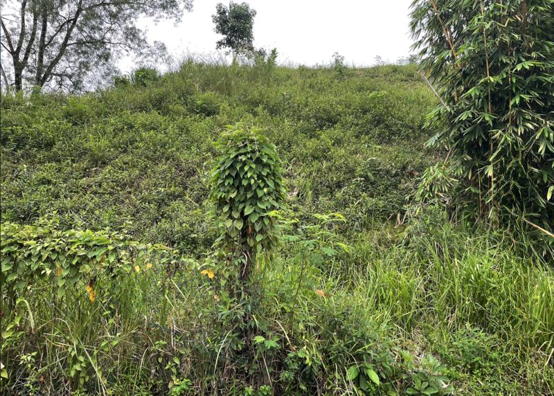 Corner Bungalow Land in Prestigious Taman Duta, Kuala Lumpur - 3