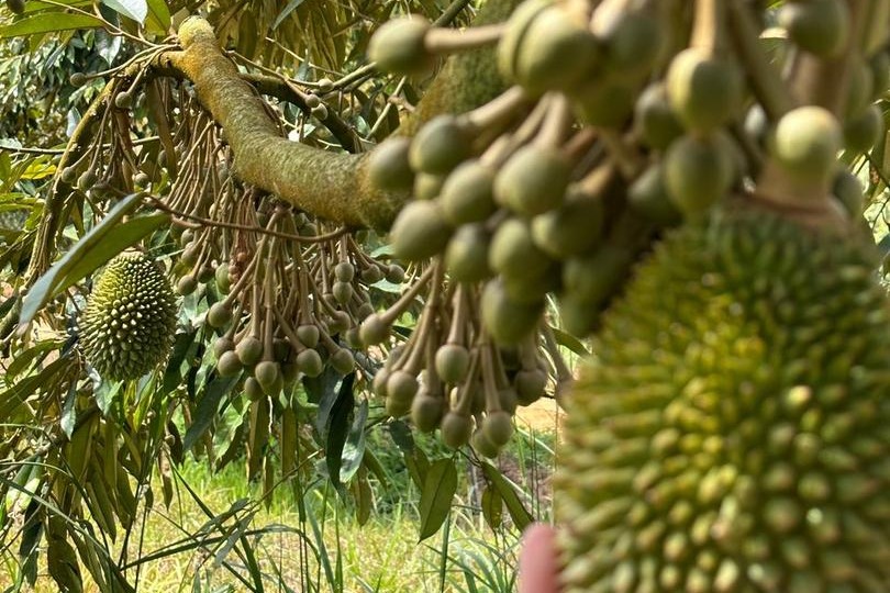 SINDIYAN PLANTATION SDN BHD image 1